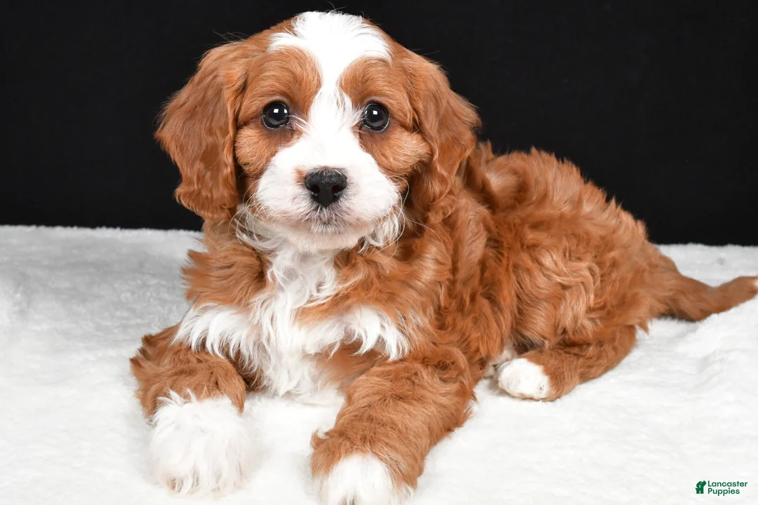 Cavapoo dogs for sale: Kenny - Ad 1