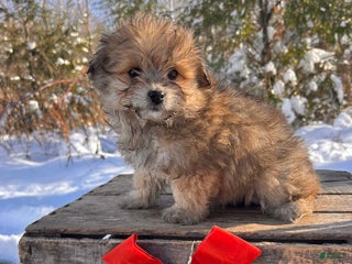 Pomapoo dogs Nora - Ad 8