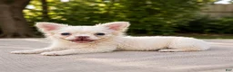 French Bulldog dogs for sale: Sally - Ad 2