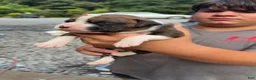 Boxer dogs for sale: Boxer 2 - Ad 3