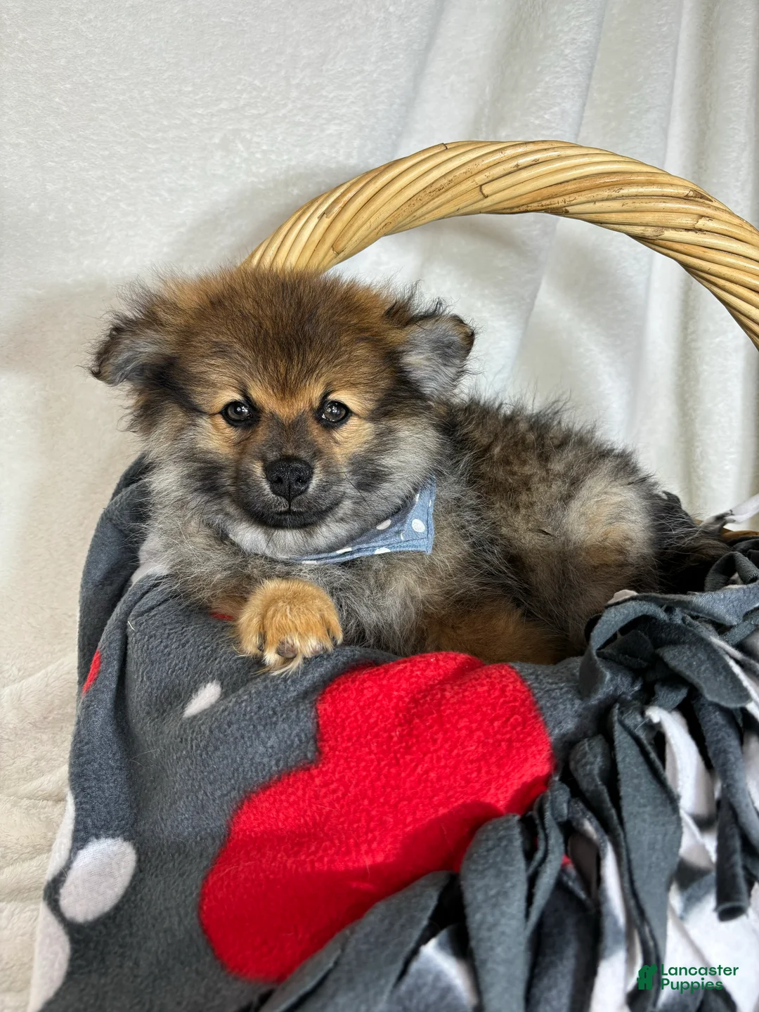 Pomeranian dogs for sale: Prince - Ad 4