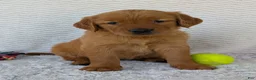 Golden Retriever dogs for sale: Miss Rosie  - Ad 22