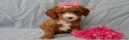 Cavapoo dogs for sale: Lulu - Ad 5