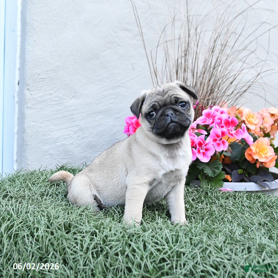 Pug dogs for sale: Pixie - Ad 1