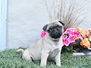Pug dogs for sale: Pixie - Ad 2