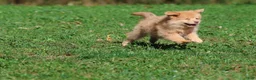 Mixed Breed dogs for sale: Bounce - Ad 3