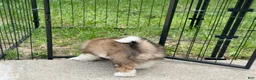 Mixed Breed dogs for sale: K'adare - Ad 2