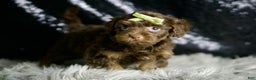 Yorkiepoo dogs for sale: Luigi - Ad 6