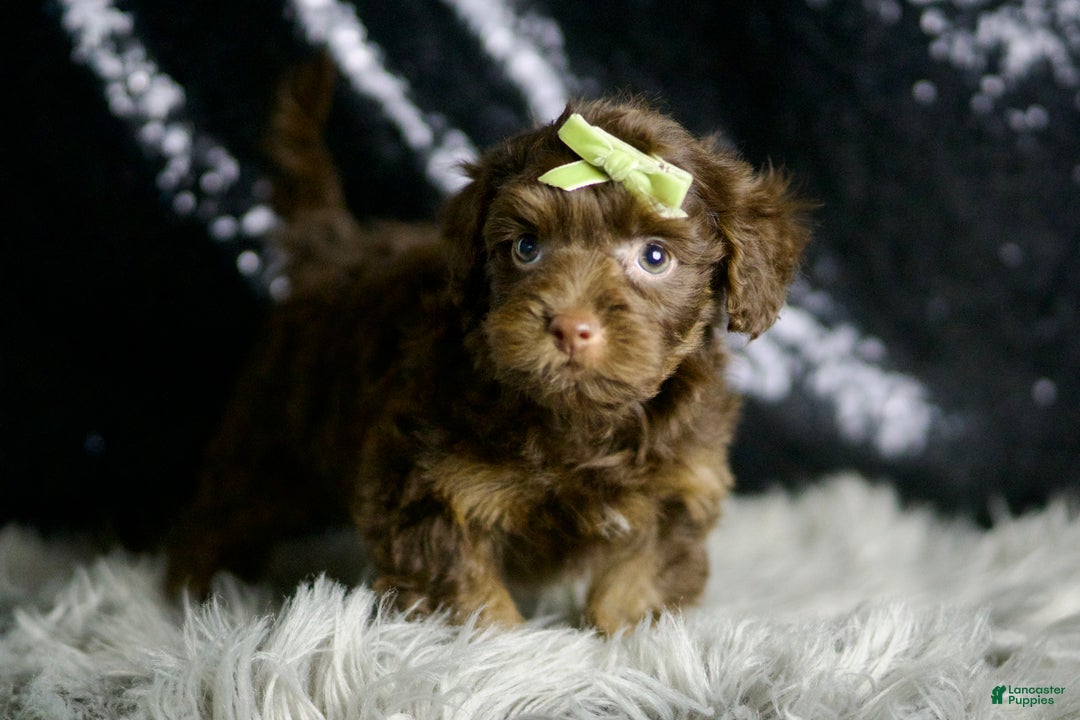Yorkiepoo dogs for sale: Luigi - Ad 6