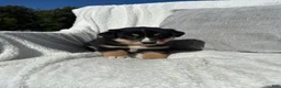 Mixed Breed dogs for sale: Mixed Breed 4 - Ad 4