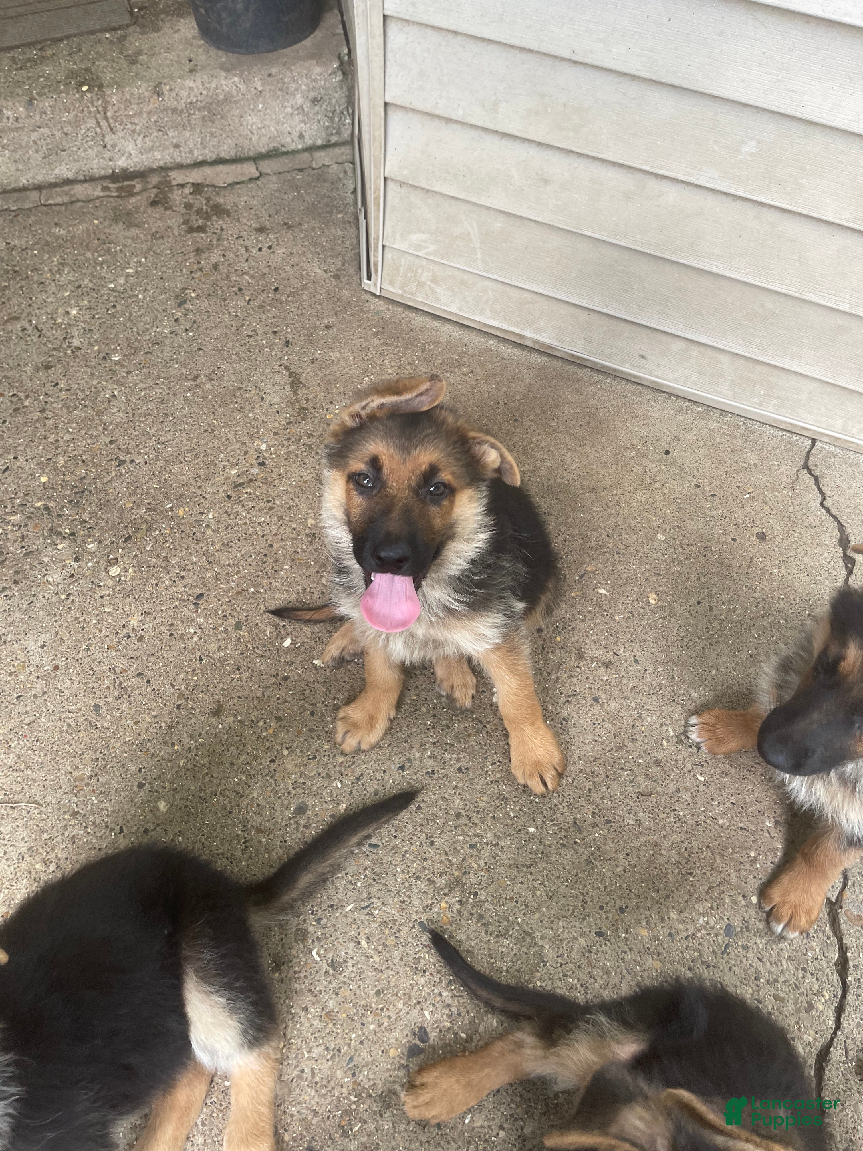 German Shepherd dogs Jax - Ad 38