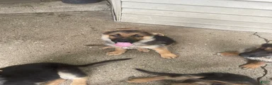 Jax
