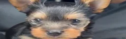 Yorkshire Terrier dogs for sale: Female - Ad 3