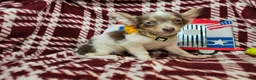 Chihuahua dogs for sale: Ali Babba (long-hair) - Ad 9