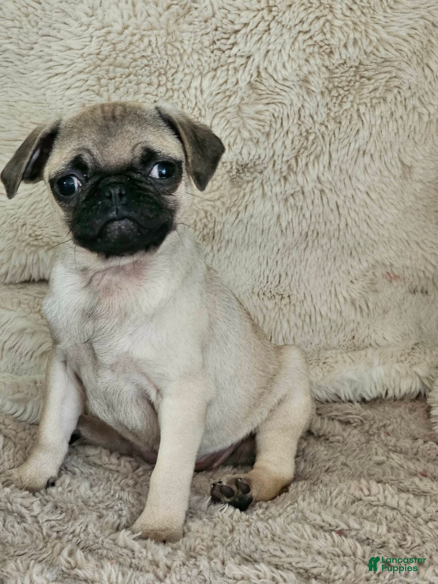 Pug dogs Lacey - Ad 2