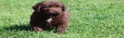 Newfoundland dogs for sale: Meatloaf - Ad 3