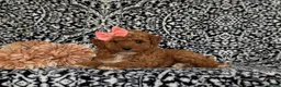 Toy Poodle dogs for sale: Sienna - Ad 5