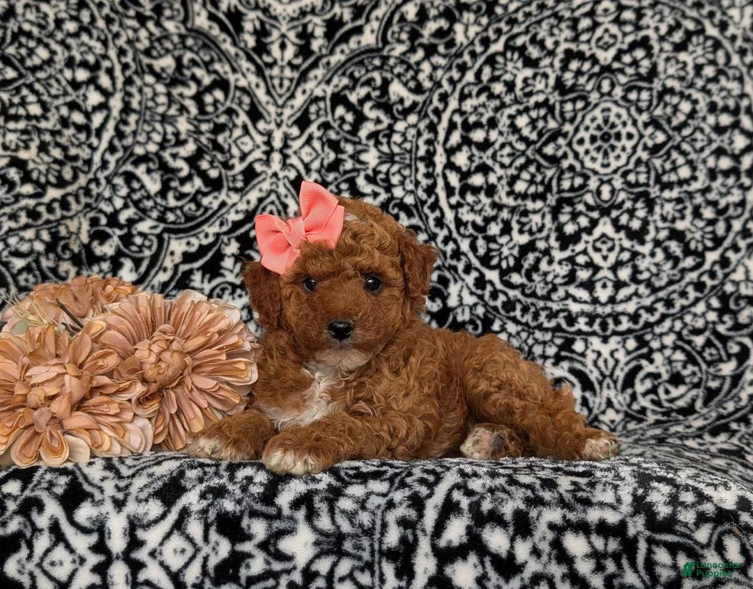 Toy Poodle dogs for sale: Sienna - Ad 5