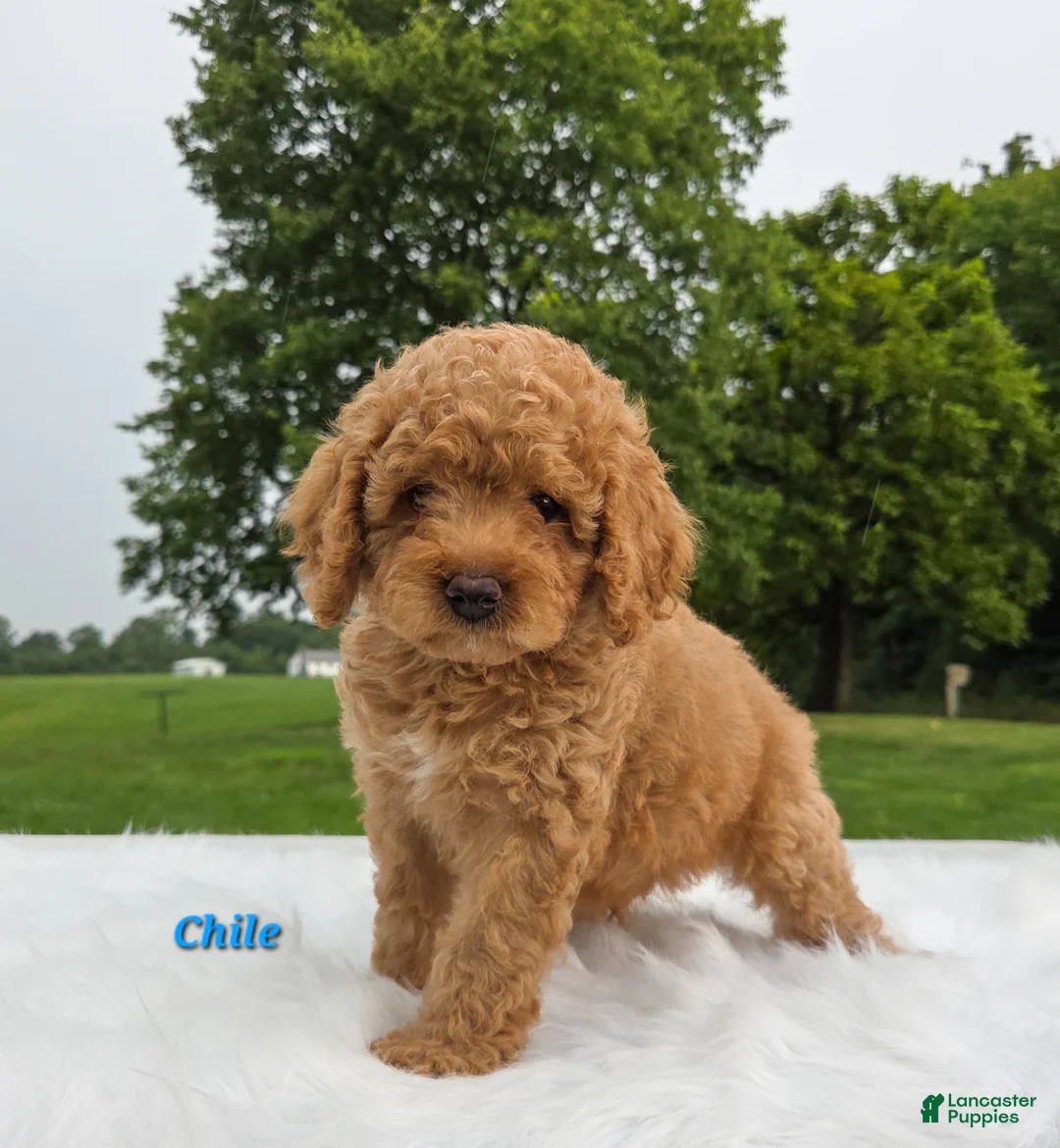 Cavapoo dogs for sale: Chile - Ad 1