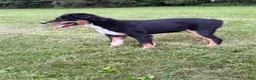 Miniature Australian Shepherd dogs for sale: Tucker - Ad 6