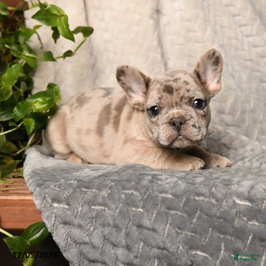 French Bulldog dogs for sale: Musketeers - Ad 1