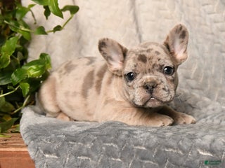 French Bulldog dogs Musketeers - Ad 8