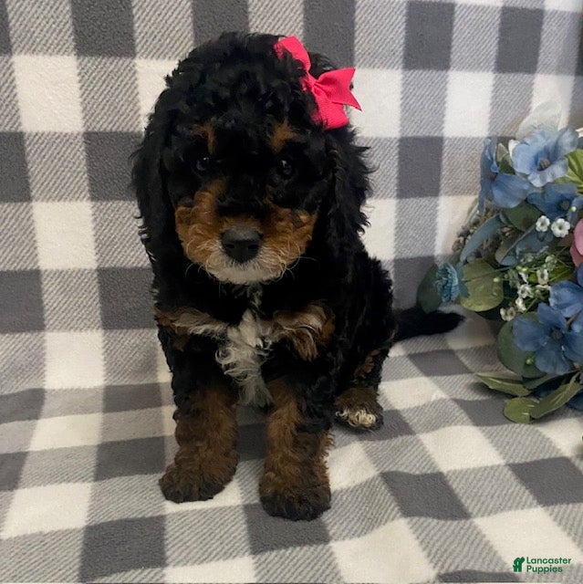 Mini Bernedoodle dogs Joy - Ad 17