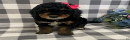 Mini Bernedoodle dogs for sale: Joy - Ad 3