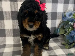 Mini Bernedoodle dogs Joy - Ad 40