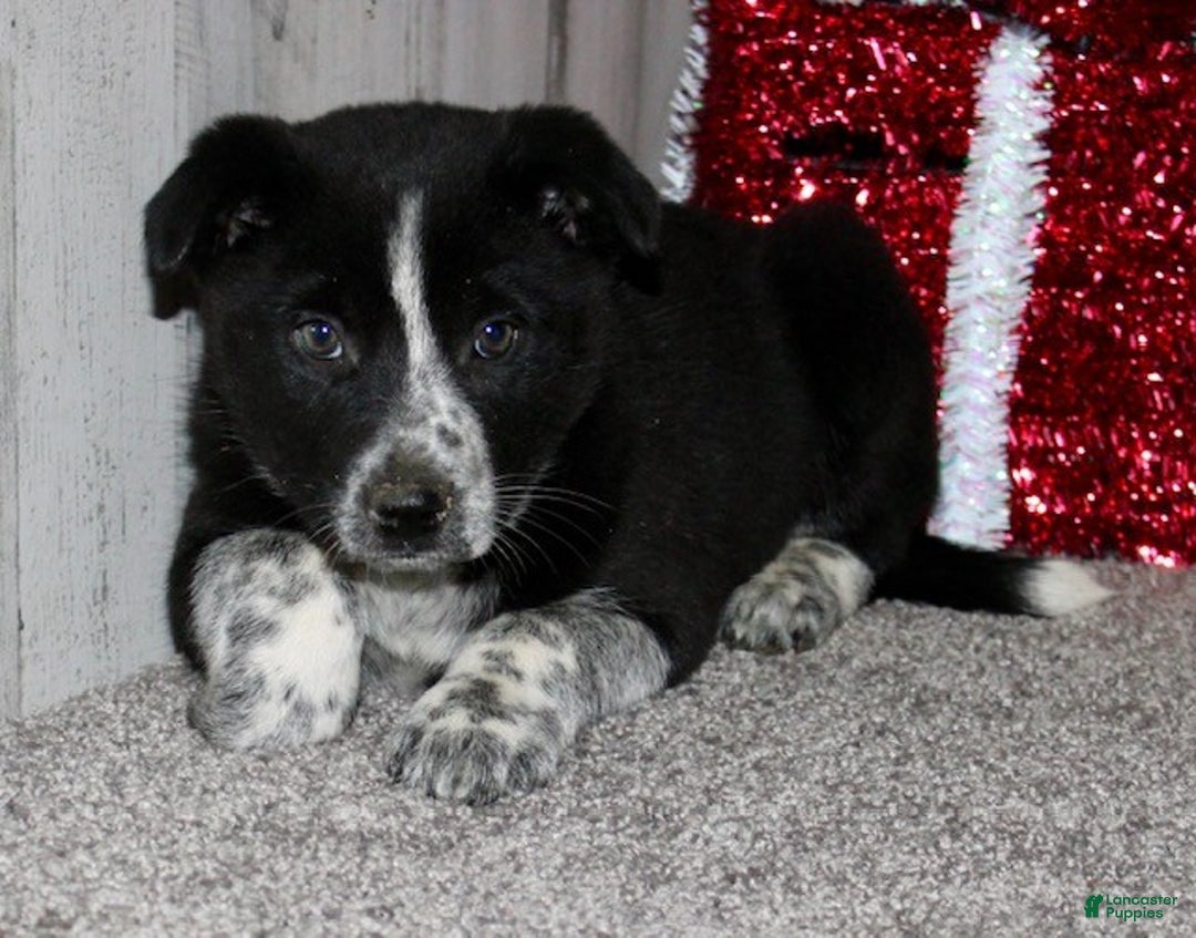 Mini Aussiedoodle dogs for sale: Mr. Jingles - Ad 4