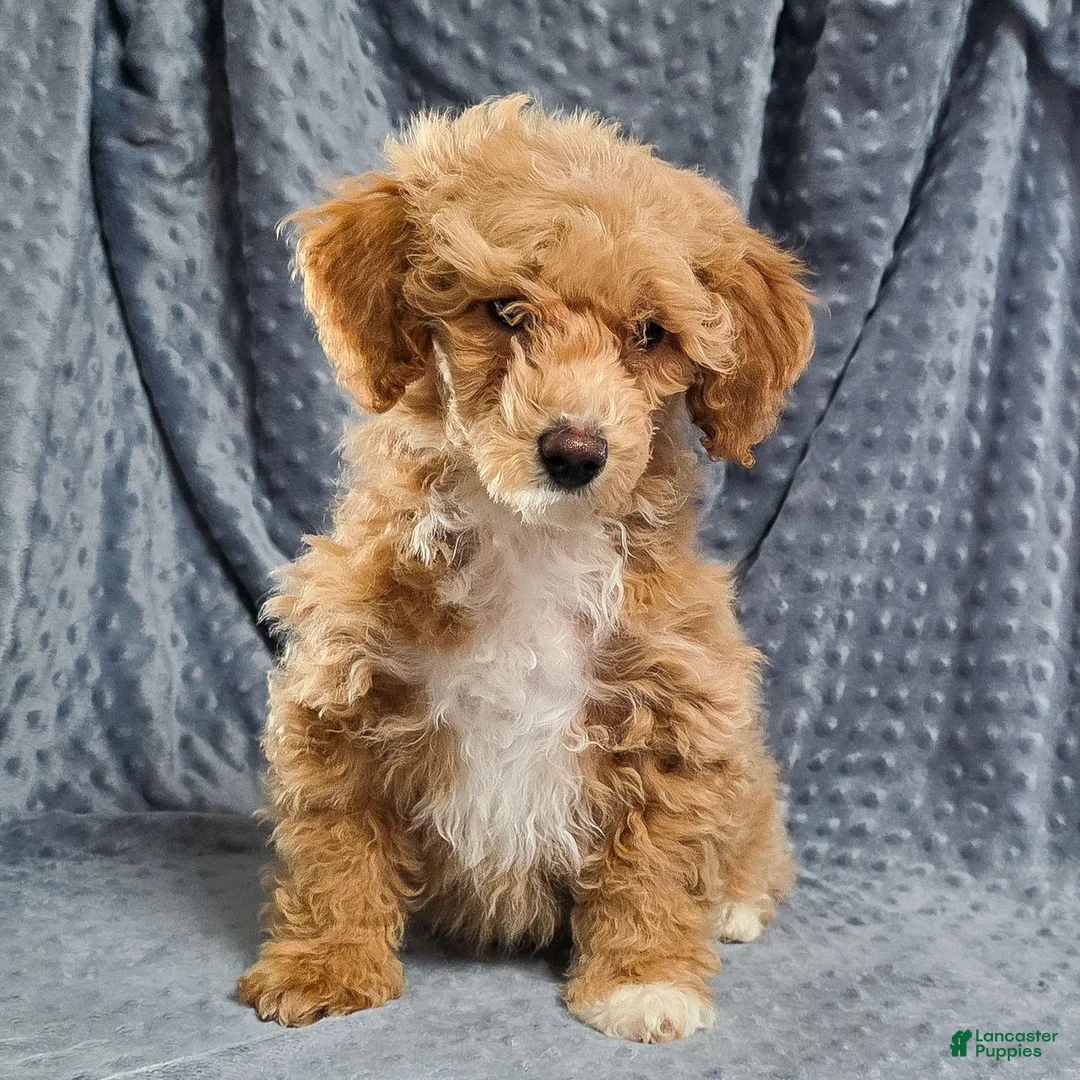 Standard Poodle dogs for sale: Cloud - Ad 1