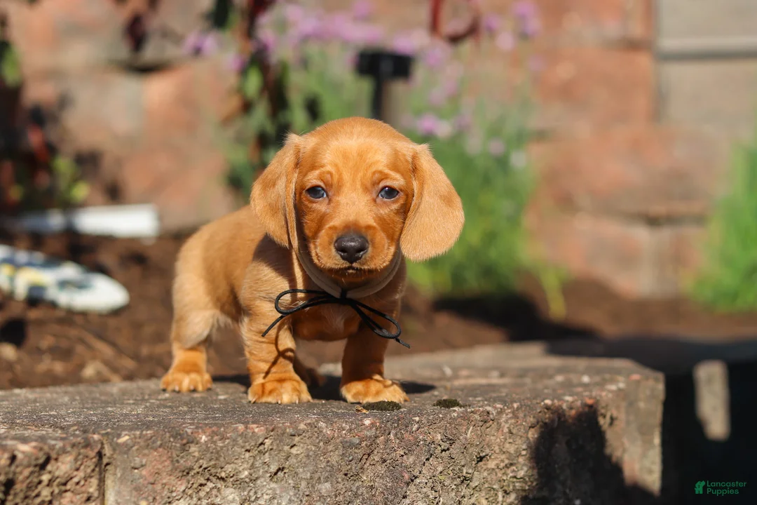 Miniature Dachshund dogs for sale: Bentley - Ad 1
