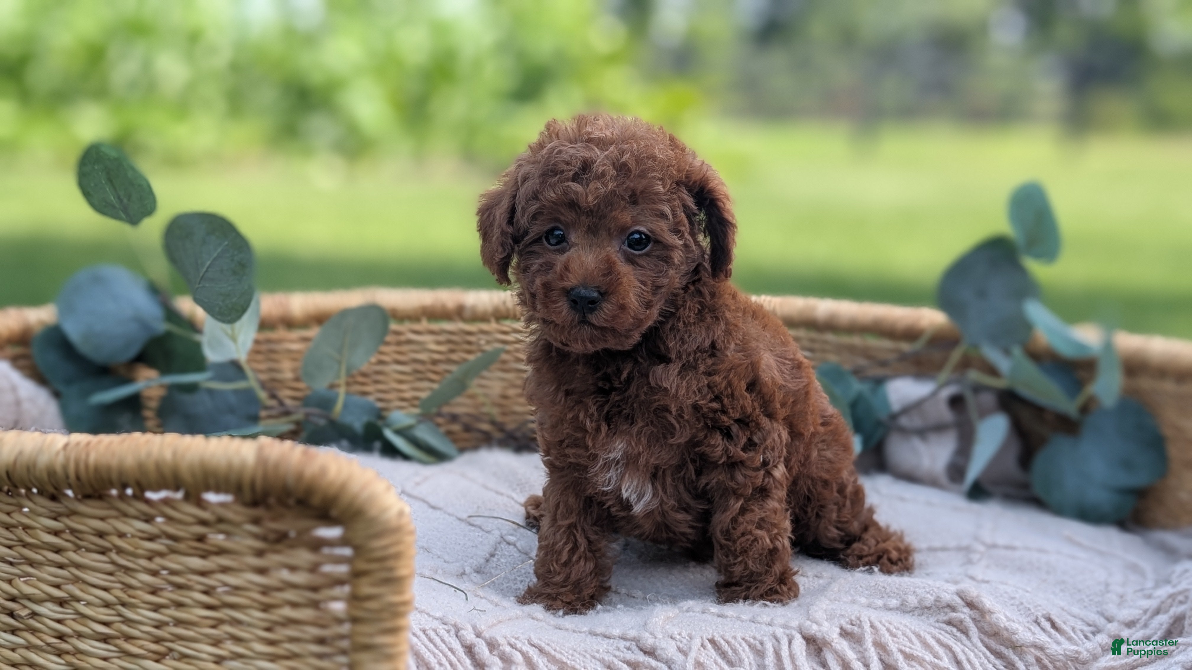 Toy Poodle dogs Cash - Ad 2