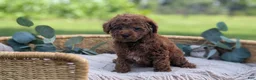 Toy Poodle dogs for sale: Cash - Ad 2