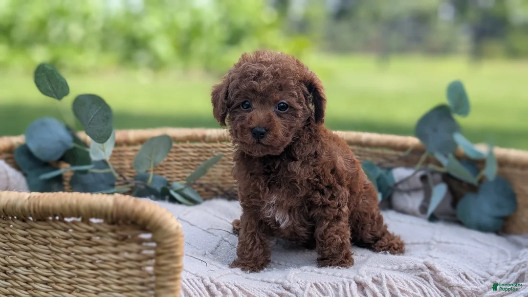 Toy Poodle dogs for sale: Cash - Ad 2