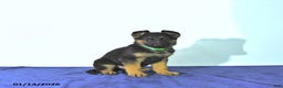 German Shepherd dogs for sale: Roger - Ad 3