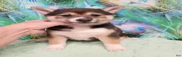 Shiba Inu dogs for sale: Keno 7 weeks old. - Ad 11