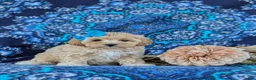 Maltipoo dogs for sale: Tiahna 9 lbs Full Grown - Ad 3
