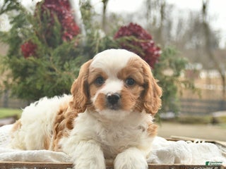 Cavapoo dogs Beauty - Ad 38