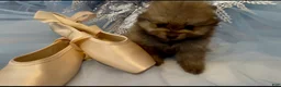 Pomeranian dogs for sale: Biscotti - Ad 20