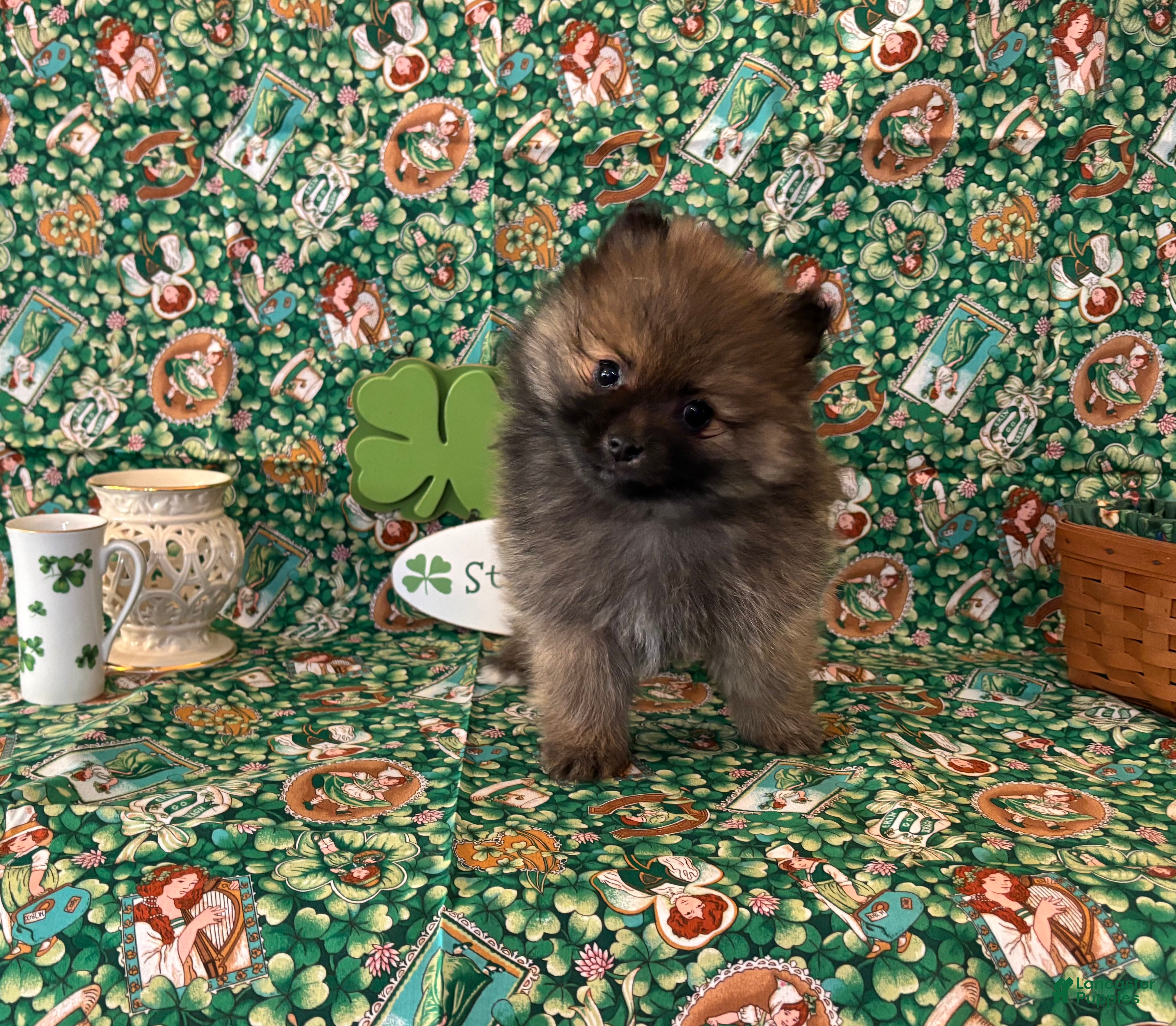 Pomeranian dogs Hank - Ad 1