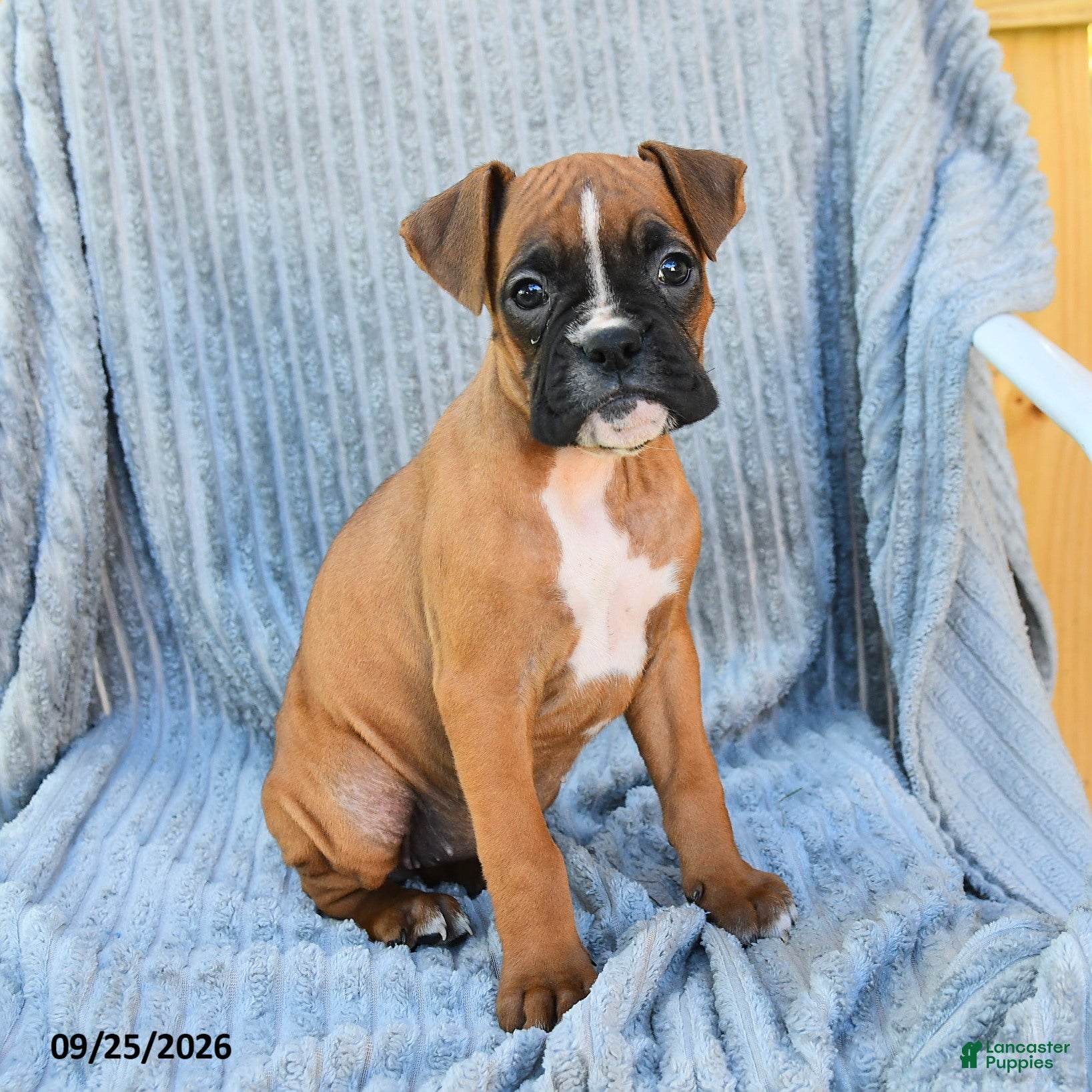 Boxer dogs Birdie - Ad 1