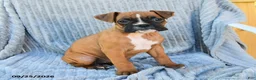 Boxer dogs for sale: Birdie - Ad 1