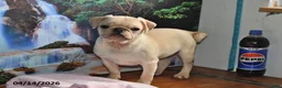 Pug dogs for sale: Sweetheart - Ad 3