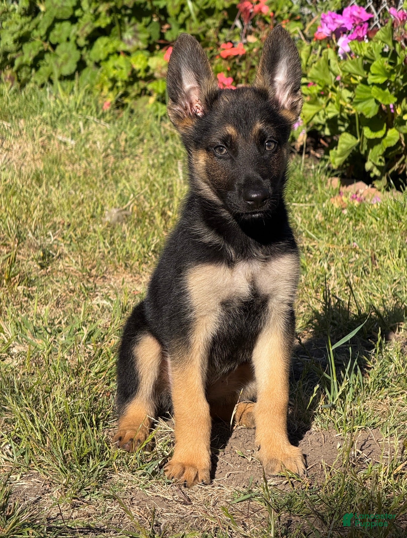 German Shepherd dogs German Shepherd 2 - Ad 5