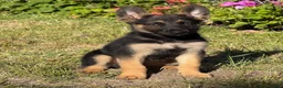 German Shepherd dogs for sale: German Shepherd 2 - Ad 1