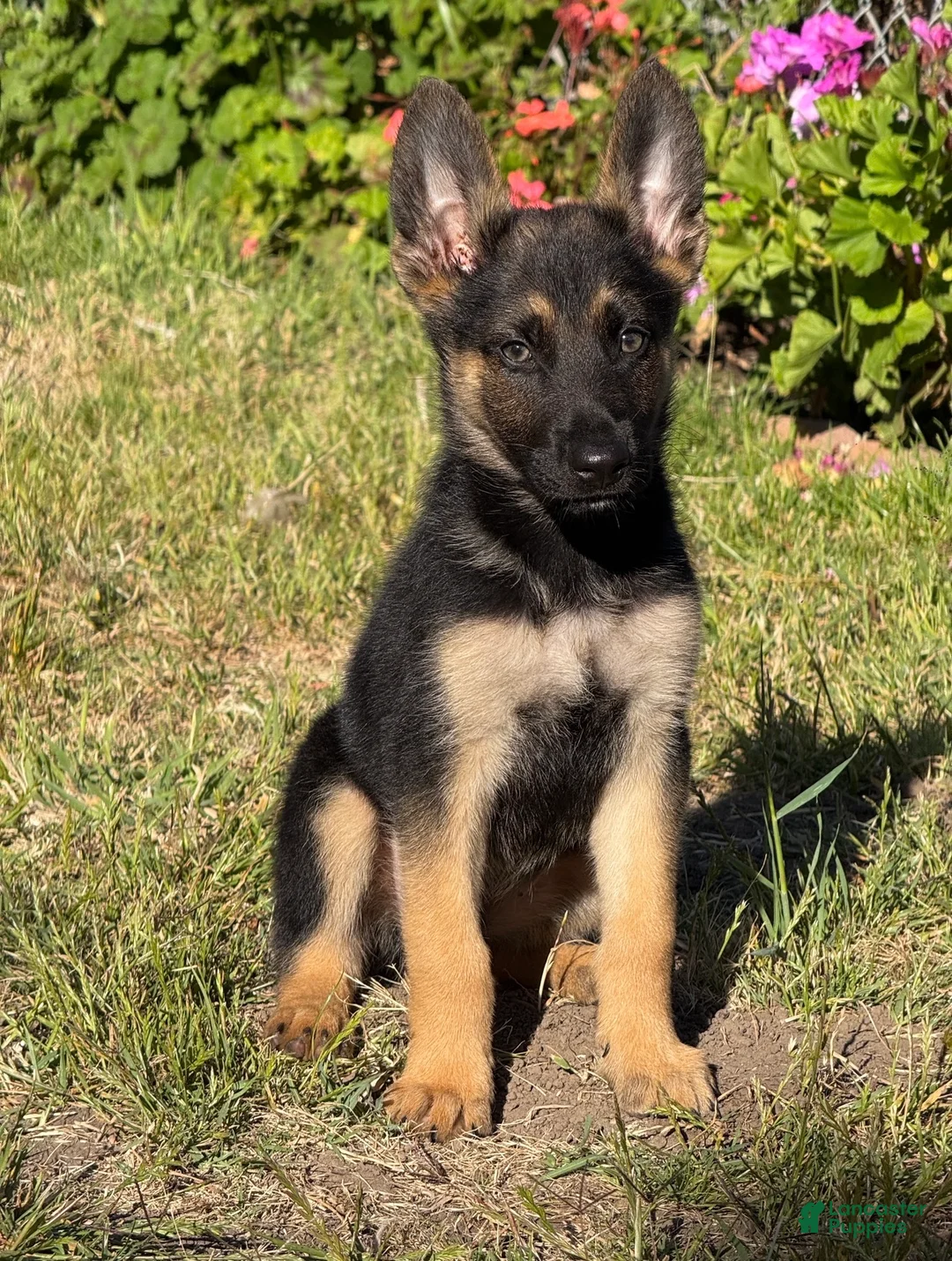 German Shepherd dogs for sale: German Shepherd 2 - Ad 1