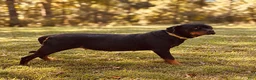 Rottweiler dogs for sale: Rottweiler 1 - Ad 7