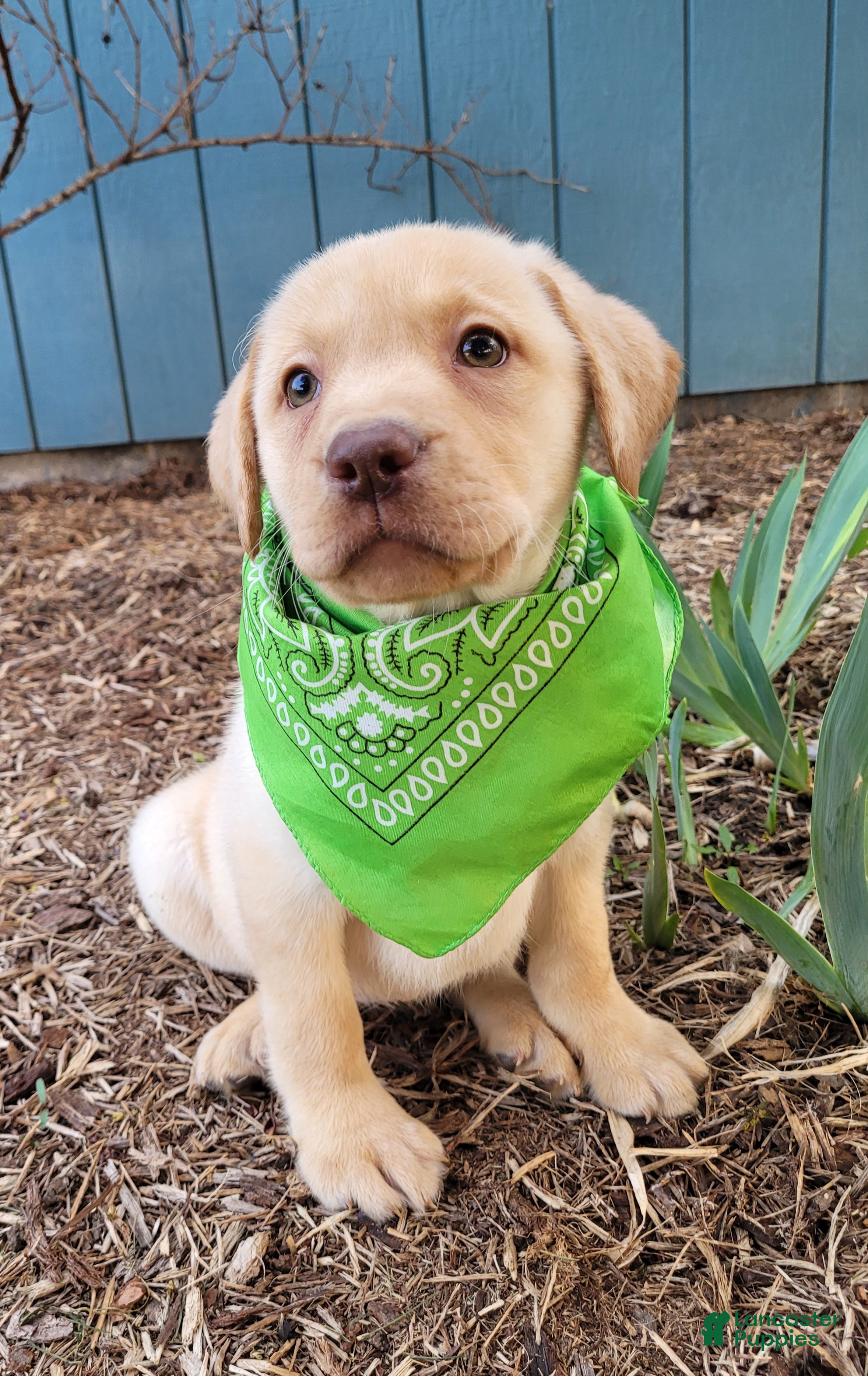 Labrador Retriever dogs Katy - Ad 1