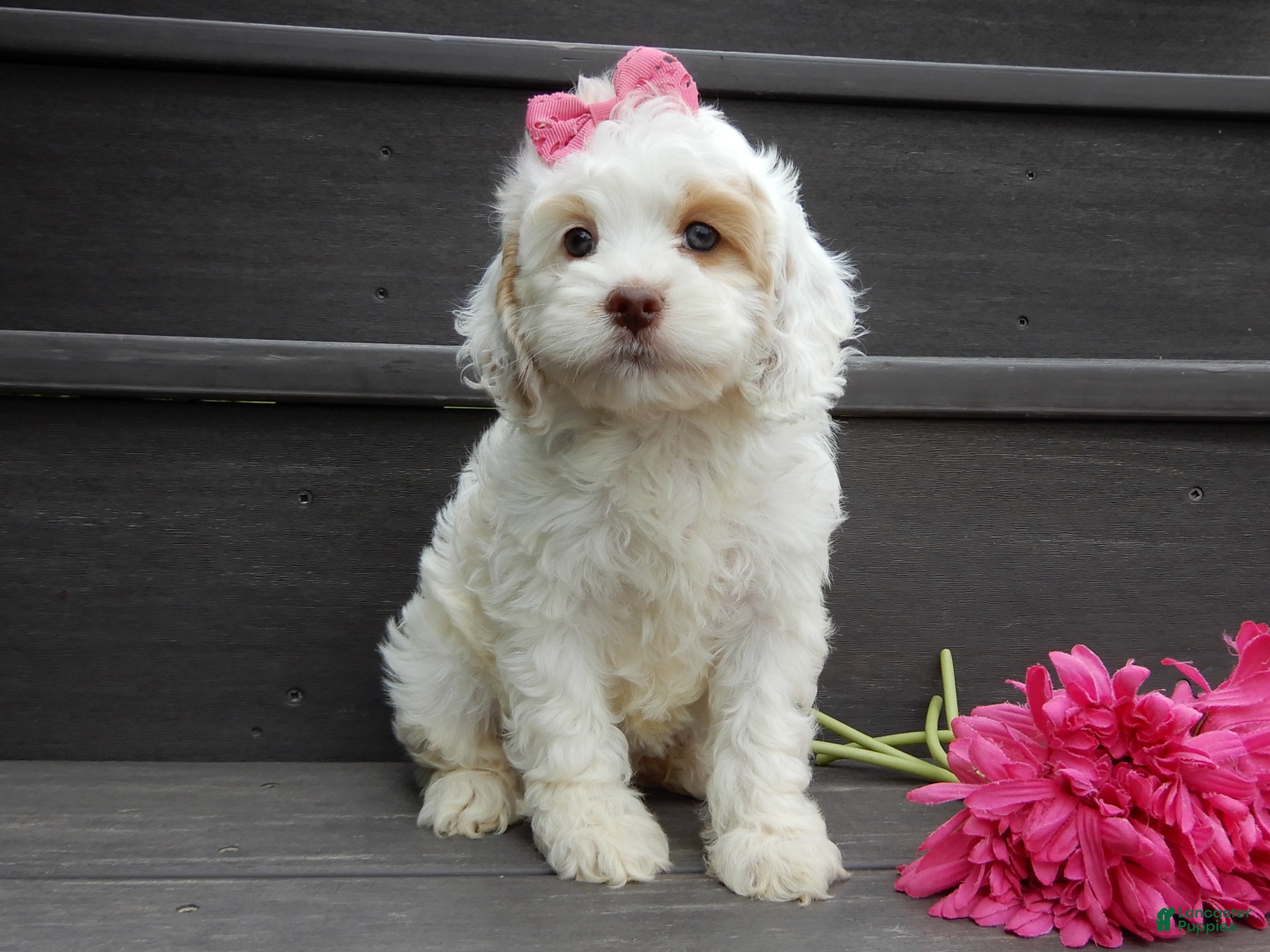Cockapoo dogs Summer - Ad 1